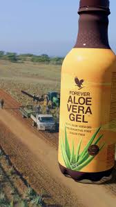 FOREVER ALOE VERA GEL TRIPACK - SINGLE ( 1N X 330 ML)