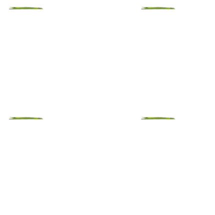 SBL Homeopathy Belladonna Dilution