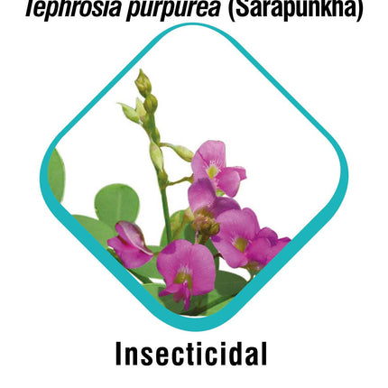 Himalaya Erina-EP Tick And Flea Control Shampoo